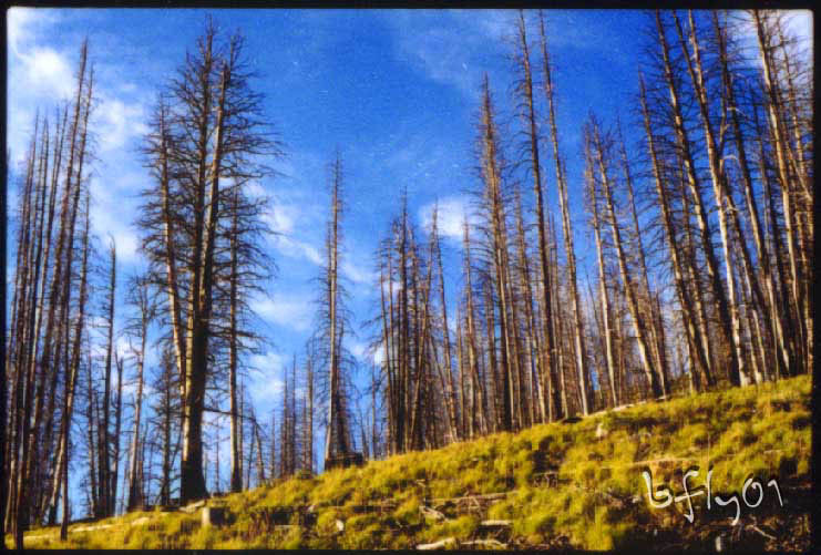 trees1