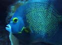 Angelfish