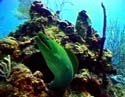 Green Moray Eel